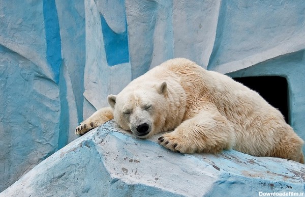 جریمه 6 میلیون تومانی برای بیدار کردن خرس قطبی