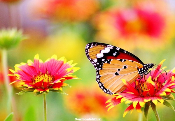 عکس زمینه پروانه نشسته روی گل پس زمینه | والپیپر گرام