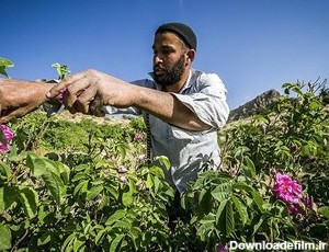 برداشت گل از بزرگترین دشت گل محمدی جهان