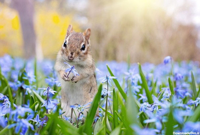 عکس زمینه سنجاب در باغ گل بنفش پس زمینه | والپیپر گرام