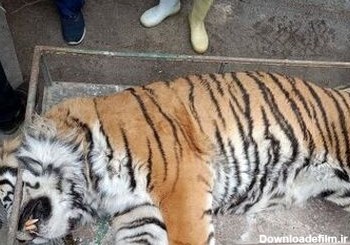 افشای دلیل خفگی ببر 11 ساله در باغ وحش مشهد