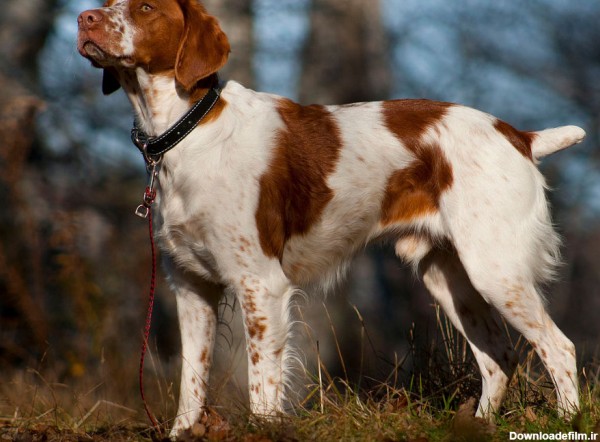 4 نمونه از نژاد های معروف سگ و ویژگی های کلی آنها - پت زیپ