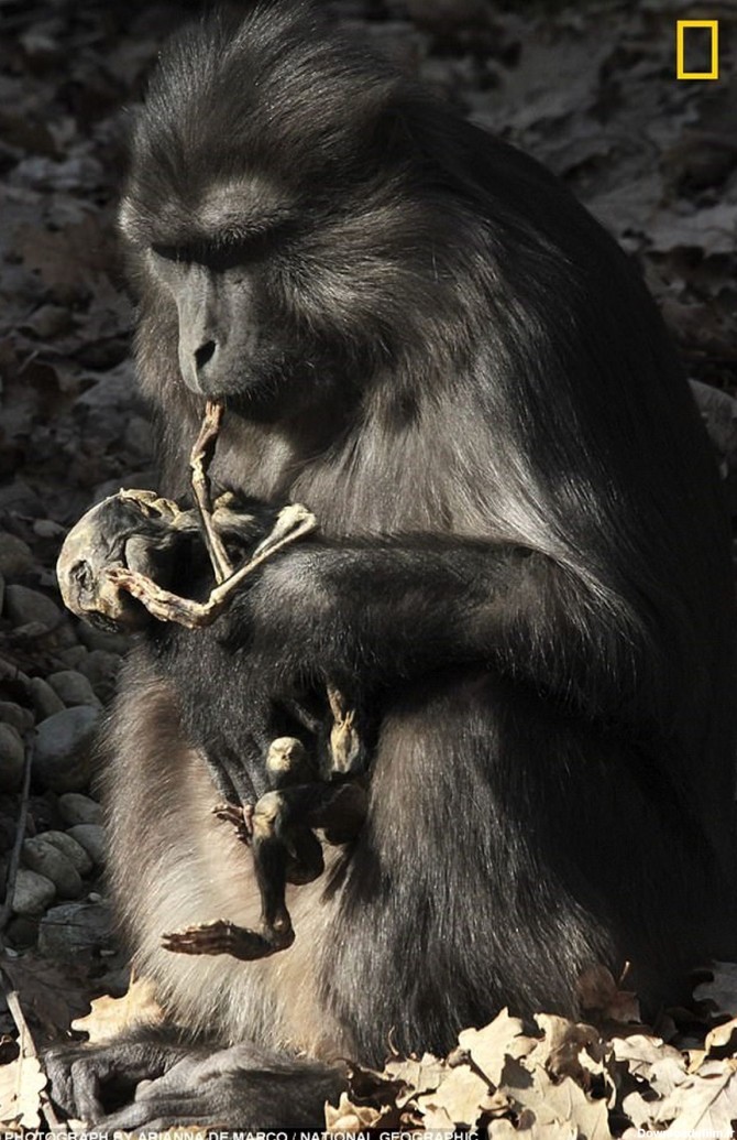 میمون عزادار جنازه بچه اش را خورد! +عکس