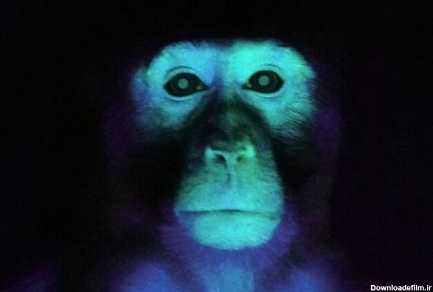 این میمون عجیب‌ و غریب حاصل دستکاری ژنتیک است/ عکس - خبرآنلاین