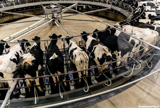 فرارو | (ویدئو) فناوری شگفت انگیز شیردوشی گاو و بسته بندی شیر در ...