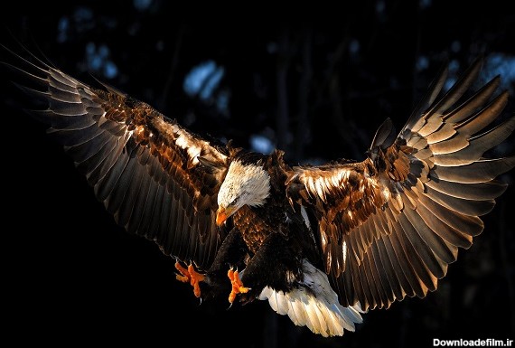 فیلم جذاب از شکار بزکوهی توسط عقاب