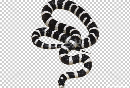 Borchin-ir-snake wild animal png photo01 دانلود عکس دوربری شده مار سیاه و مشکی۲
