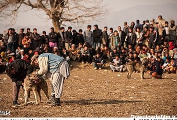 جنگ سگ در کابل