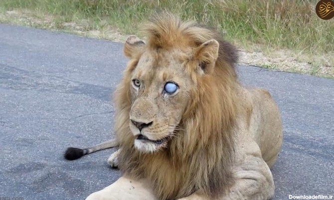 فرارو | (تصاویر) معمای دو شیر نر یک چشم در حیات وحش آفریقا