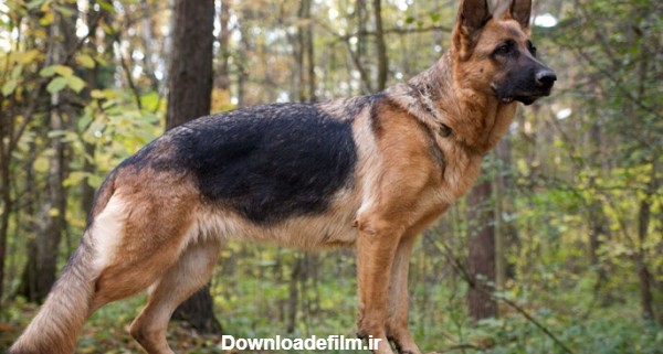 ژرمن شپرد؛ معرفی کامل یکی از بهترین نژادهای سگ گارد - بلاگ آرکوپت