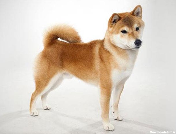 سگ شیبا اینو | Shiba Inu