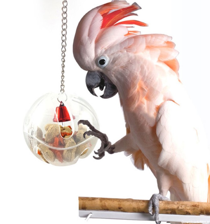 8 پرنده مناسب برای نگهداری در آپارتمان – koalapetclinic