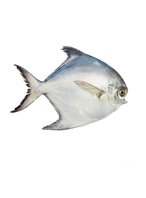 ماهی حلوا سفید (زبیدی) - فروشگاه اینترنتی ماهی جنوب