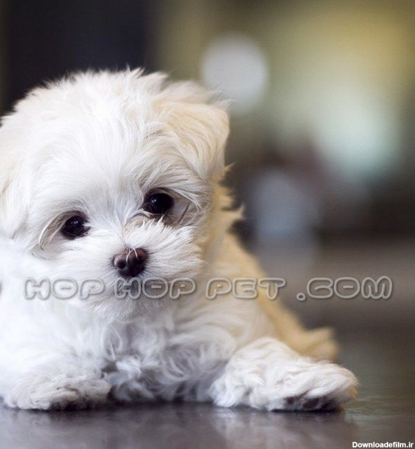 سگ شیتزو Canine سفید ماده - فروشگاه هاپ هاپ پت | فروش سگ گربه ...