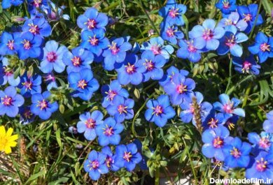 دانلود عکس نزدیک از گل های آبی در آفتاب