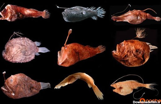 کشف ماهی جدید در خلیج مکزیک (+عکس)