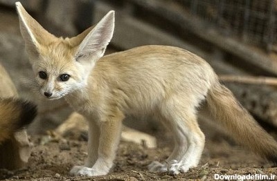عکس بچه روباه صحرایی