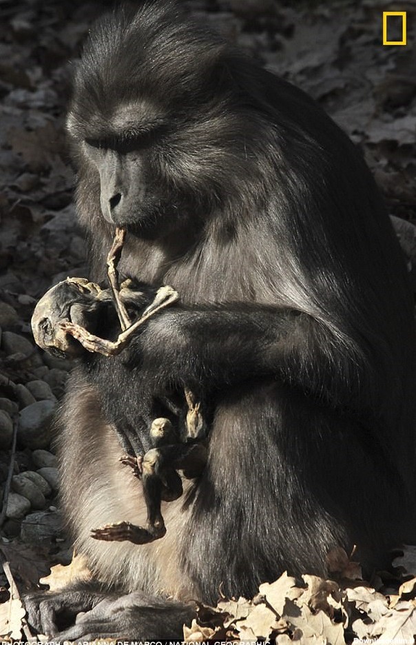میمون عزادار جنازه بچه اش را خورد