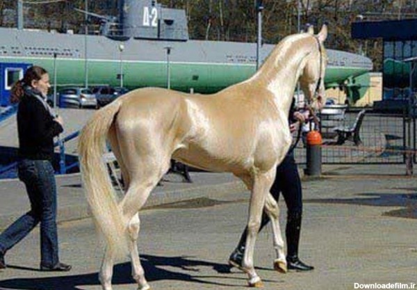 گرانترین اسب دنیا+ عکس