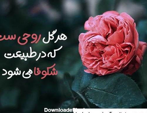 عکس گل های زیبا با متن ❤️ [ بهترین تصاویر ]