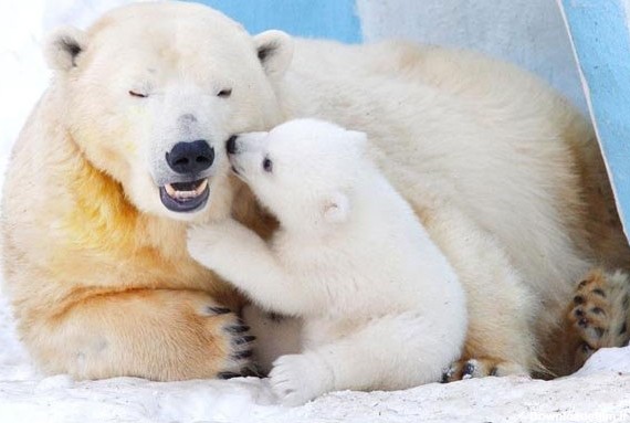 مادرانه های خرس قطبی +عکس