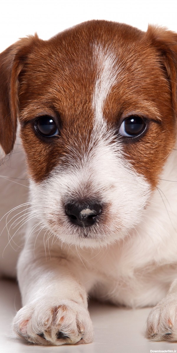 قاب مدیا | عکس زمینه گوشی با کیفیت حیوانات سگ , قهوه ای , سفید