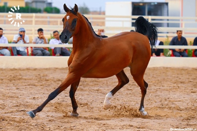 فرارو | (تصاویر) نمایش اسب‌های اصیل عرب در کردستان عراق