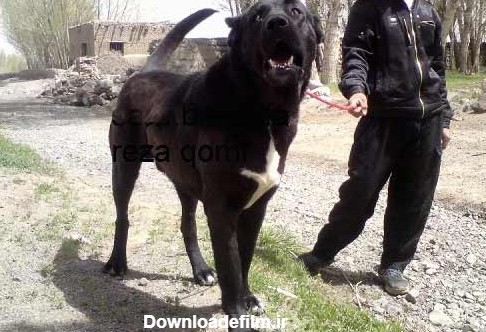 سگ سرابی اصیل ایرانی