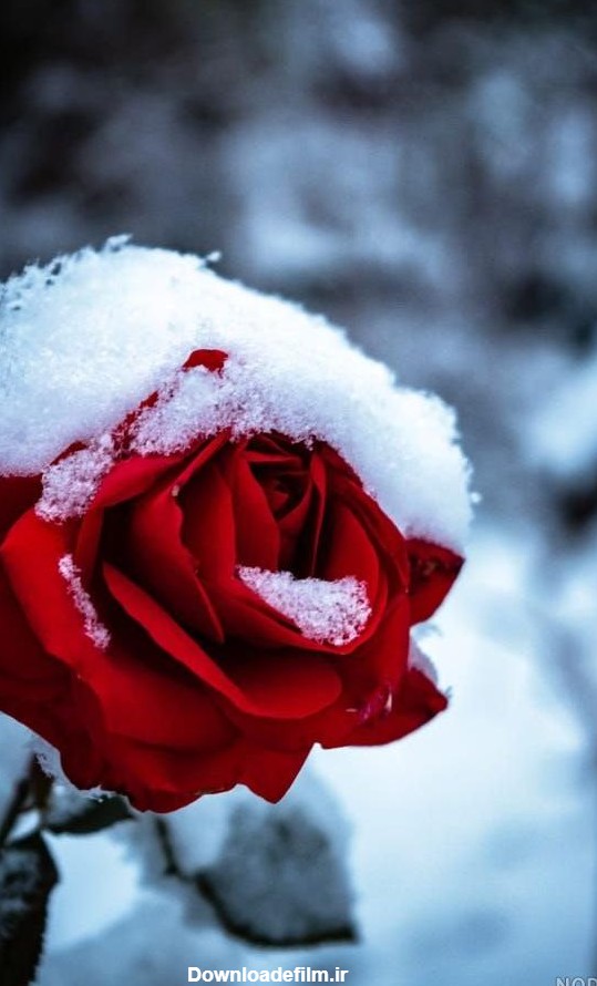 عکس گل زیبای زمستانی