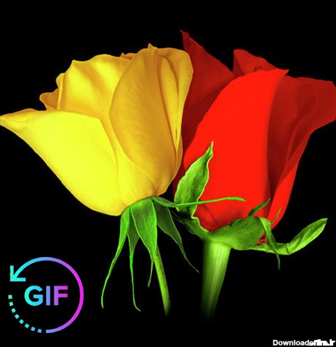 دانلود برنامه Flower Rose Animated Image Gif برای اندروید | مایکت