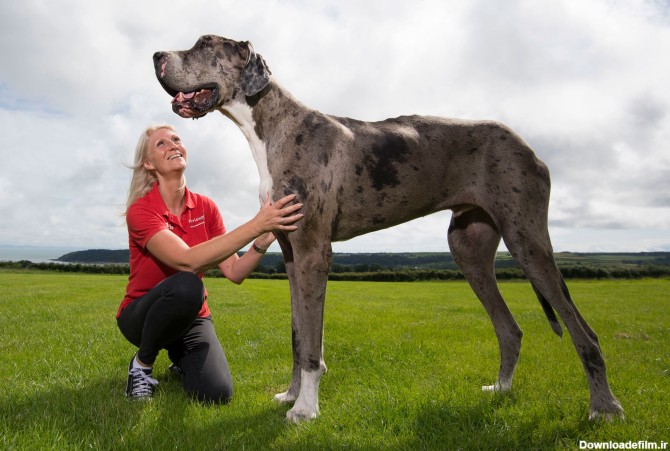 بهترین عکسهای سگ گریت دین | مشخصات کامل نژاد سگ گریت دین (Great Dane)