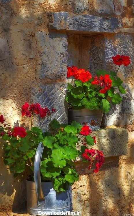 عکس گل طبیعی پشت پنجره - عکس نودی