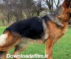 سگ ژرمن شولاین کلاسیک (رکس) - سگ