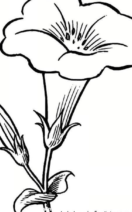 نقاشی گل شیپوری کودکانه