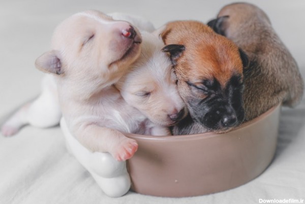 چهار توله سگ توزاد در یک ظرف غذای سگ