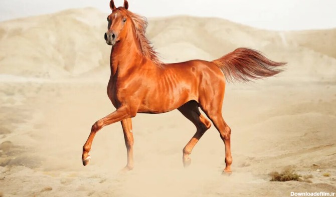 افسانه اسب عرب حقیقت دارد؟/ عکس - خبرآنلاین