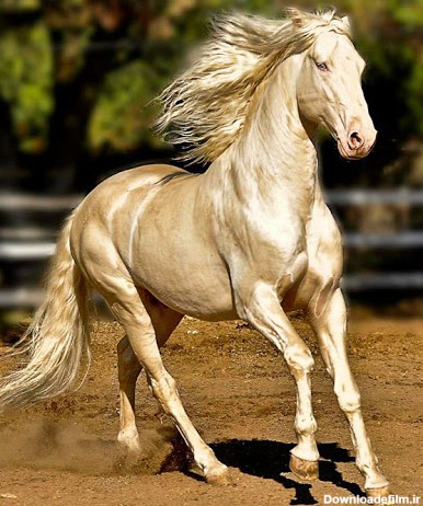 عکس اسب یال طلایی