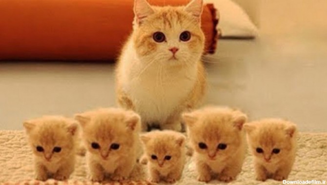 بچه گربه بامزه و کوچولو / کلیپ حیوانات خانگی / گربه های شیطون