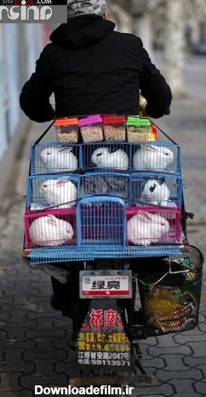 عکس:خرگوش فروش دوره گرد