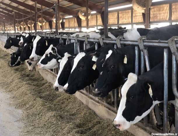 مجتمع گاوداری سنندج سالانه سه هزار تن شیر و ۳۵۰ تن گوشت تولید ...