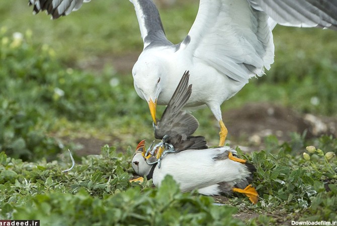 (تصاویر) زورگیری مرغ دریایی