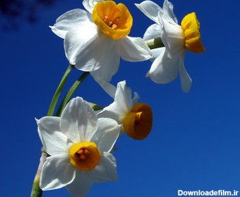 عکس گل نرگس بسیار زیبا narcissus flower image