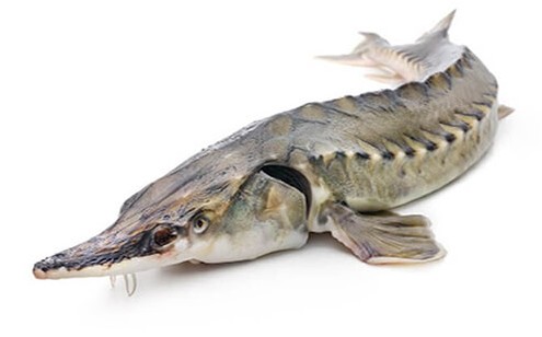 خواص ماهی اوزون برون دریای کاسپین