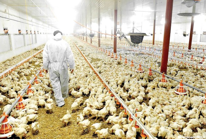 وضعیت صنعت تولید مرغ در ایران