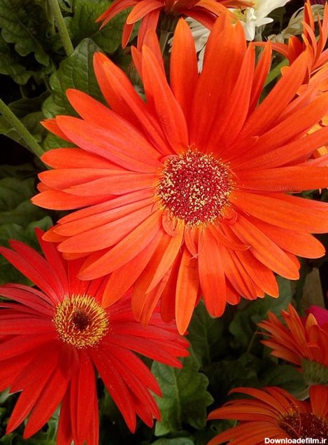گل ژربرا دیزی بهشت رنگها در خانه شما - فروشگاه اینترنتی سرچنار
