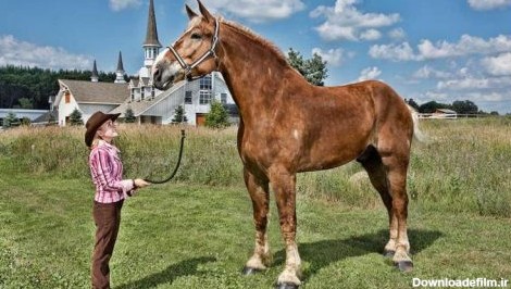 ملاقات بزرگترین و کوچکترین اسب‌های دنیا+تصاویر – خبرگزاری بین ...