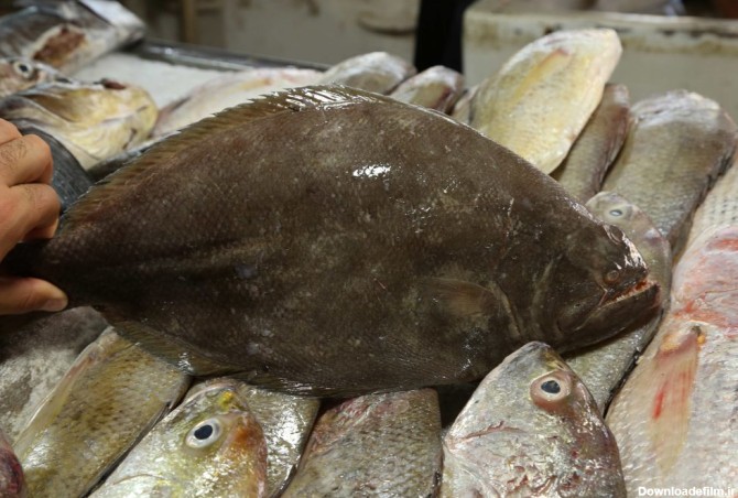 ماهی جنوب؛ فصل و محل صید و روش پخت - ماهیما