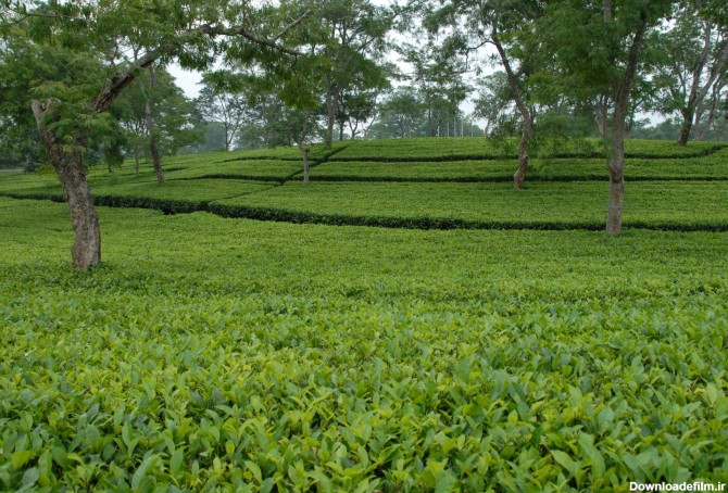 باغ چای - شرکت چای سرچشمه لاهیجان