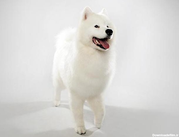 سگ ساموید | Samoyed