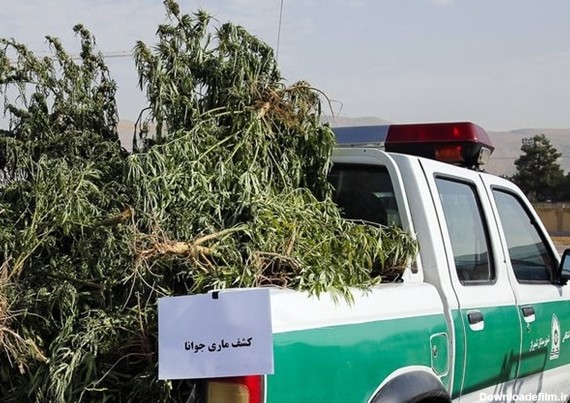 شیشه‌ای‌ها به سمت ماری‌جوانا می‌روند! | خبرگزاری فارس